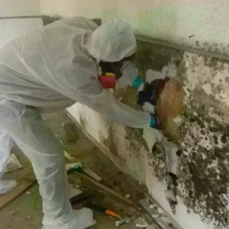 Mold Remediation and Removal in Richmond, KY